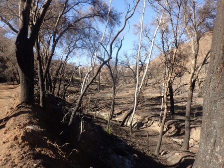 Camuesa Valley after the Rey Fire
